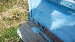 Кавказская серая горная пчела