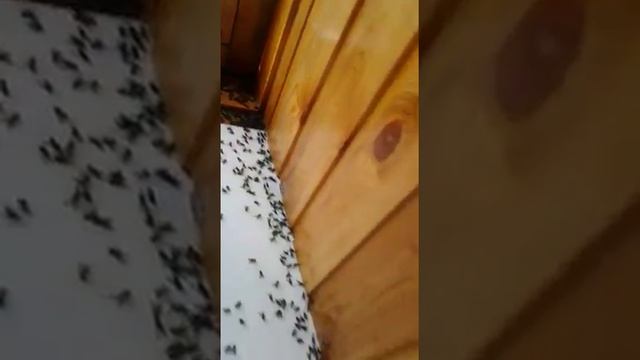 Мордовия. с. Кривезерье. Нашествие мух. смотреть онлайн