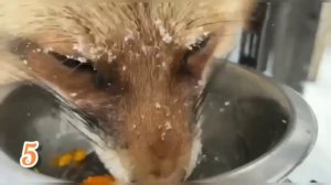 ЛИСЯО. Алиса - Лиса. Разговоры лисы