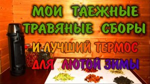 ЛЕЧЕБНЫЕ ТРАВЫ ДЛЯ ЧАЯ. МОЙ ТРАВЯНОЙ СБОР.  Чай в тайге травяной завар. Бушкрафт