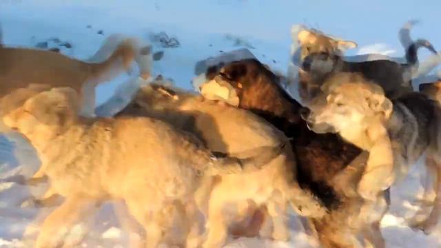 Кутята РЭБа. Зима началась. смотреть онлайн