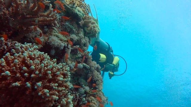 Подводный мир Египта, декабрь 2021. Мурена, рыба клоун, актинии смотреть онлайн