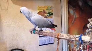 Говорливый попугай Жако Ч.21