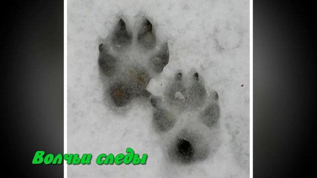 Следы на снегу. Детям про зиму