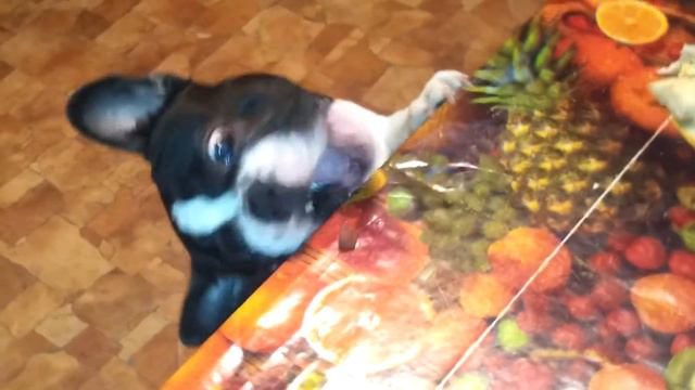 ФРАНЦУЗСКИЙ БУЛЬДОГ ЖОРИК смотреть онлайн