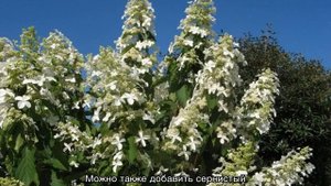 Гортензия Левана (Levana) метельчатая — описание
