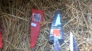 Подстригли овец!!! #овцеводство #стрижка #курдючный #полукурдючный #эдильбаевский #романовская