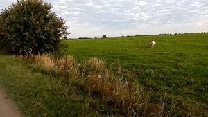 Доход от коров.