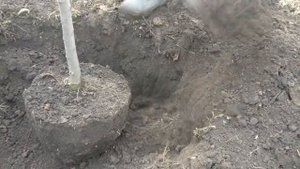 Как выкопать дерево для перевозки