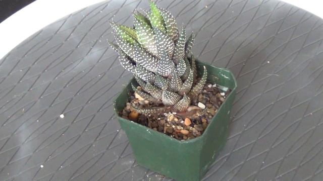 Haworthia reinwardtii смотреть онлайн