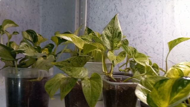 Часть 2?Обзор АРОИДНЫХ?Диффенбахии Рефлектор?Везувий?Монстера Альба?Аглаонемы?Пересадка?Грунт смотреть онлайн