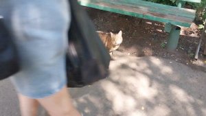 Кот Степа гуляет несмотря на жару