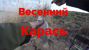Весенний карась
