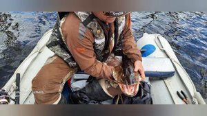 трофейная рыбалка на Нижне-Бурейском водохранилище.