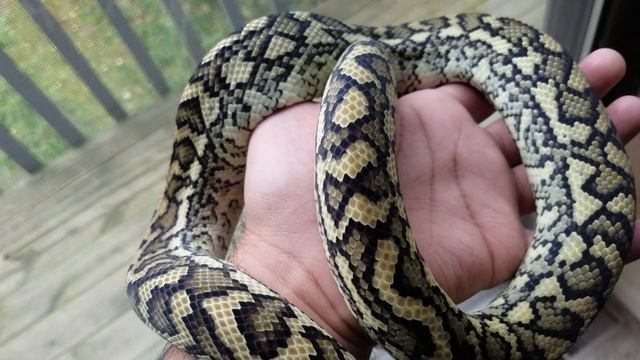 Caramel Carpet Python (post-shed)