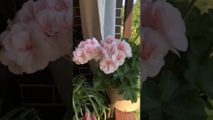 #98. Пеларгония Ю-Кэлушарий