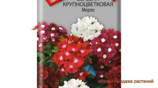 Вербена крупноцветковая Мерло (merlo) ? вербена Мерло обзор: как сажать семена вербены Мерло смотреть онлайн