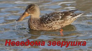 Неведома зверушка - то чего не может быть.