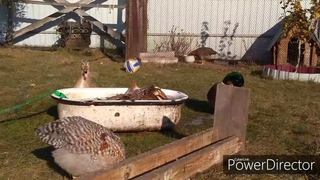 Утка индийский бегунок. Обзор в нашем хозяйстве смотреть онлайн