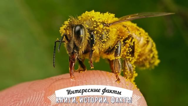 1000 НЕВЕРОЯТНЫХ ФАКТОВ, КОТОРЫЕ ВЫ МОЖЕТЕ НЕ ЗНАТЬ