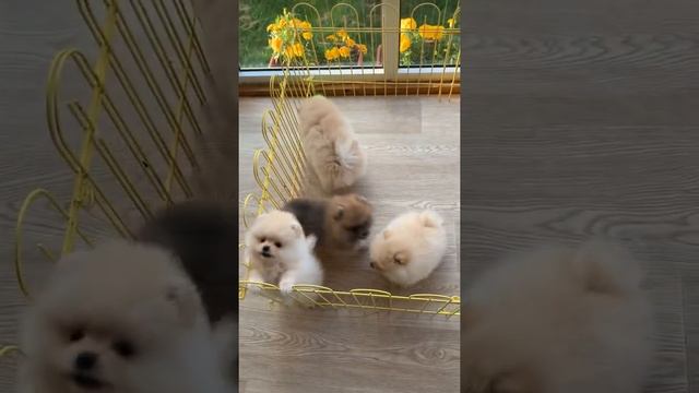 Померанский шпиц мишка мини смотреть онлайн