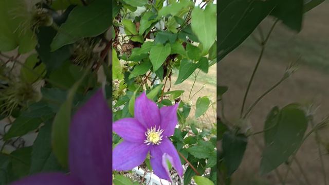 Identifying perennials by their flowers Husker Red  and Blue Climatis plants