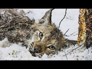 Добровольцы пошли в лес, чтобы спасти дикую рысь, попавшую в петлю