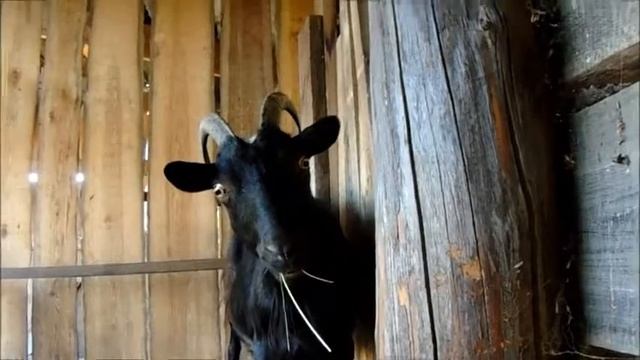 Кормушка под сено для коз смотреть онлайн