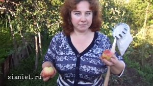 Собираем яблоки с помощью плодосборника