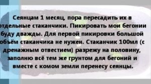 Вечноцветущая бегония F1 Лученец из семян.