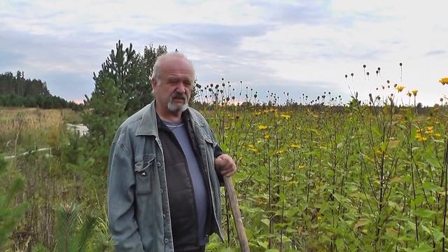 Топинамбур