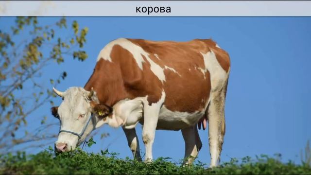 Какие звуки у насекомых, птиц и животных | Развитие интелекта у маленьких детей смотреть онлайн