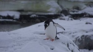 Почему пингвины не умеют летать? | Почему у них смешная походка?