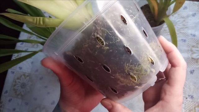 Результат  ПРОСТОЙ посадки. Мой уход и содержание КАМБРИЙ и МИЛЬТОНИЙ