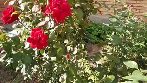 Обработка роз осенью.Как приготовить 3% раствор железного купороса.