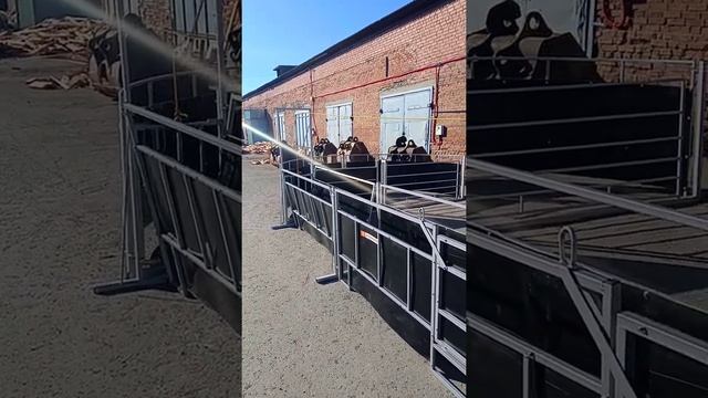 Сортировочная система для ветеринарной обработки овец и коз от компании SheepMaster | Оборудование смотреть онлайн