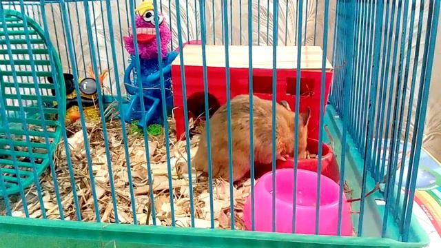 Хомяк в колесе // Хомячка Белка в колесе//a hamster in a whel