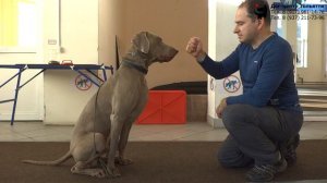 Камо и веймаранер Хантер. Занятие по дрессировке (общий курс дрессировки): обучение команде Стоять.