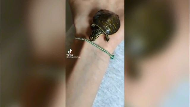 ГОВОРЯЩИЕ КОТЫ 🤪САМЫЕ СМЕШНЫЕ КОТЫ И СОБАКИ 🐱🐶 ПРИКОЛЫ С ЖИВОТНЫМИ 😀😂😀 смотреть онлайн