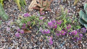 Annual Plant Plugs Available for Delivery for Phoenix AZ Petunia Alyssum Mathiola + Custom Pre Orde