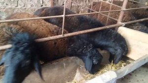 Гиссариский Овцы Бараны в Tj/Гусфанд парвари дар Тчк #бизнес  #молбозор   #душанбе #Бохтар