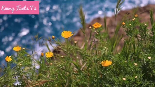 100 Historical Facts They Don't Teach You In School Part 1 #facts смотреть онлайн