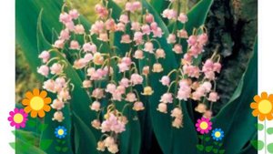 Ландыш майский Розеа (Rosea). Краткий обзор, описание характеристик, где купить саженцы