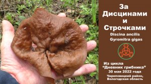 За дисцинами и строчками. Discina ancilis  и Gyromitra gigas . Дневник грибника  30 мая 2022 го