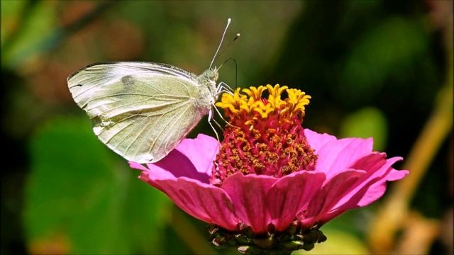 РАЗУМНОЕ ИСПОЛЬЗОВАНИЕ СОЛИ В ОГОРОДЕ Поваренная соль в огороде — непревзойденный результат! смотреть онлайн