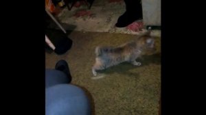 Издевался над кошкой!