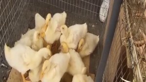 Утки Выращивание Бизнес