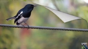 Голоса птиц: сорочий шама-дрозд, или сорочья славка