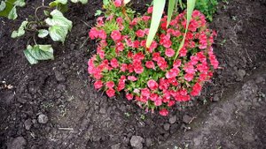 Петуния Супербиссима и Пендолино после дождей