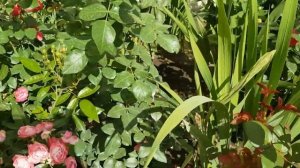 Розы,  повторное цветение.